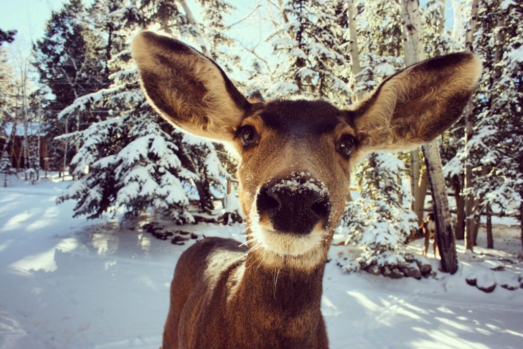 Close-up of a deer with snow on its nose against a snowy forest backdrop.