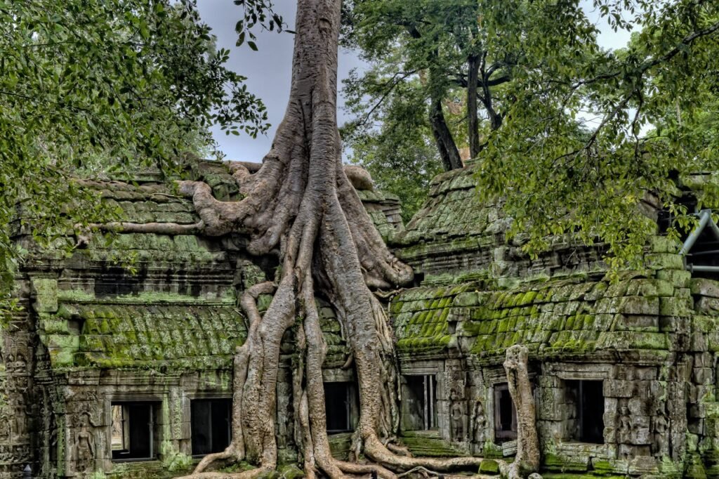 Majestic tree with sprawling roots enveloping an ancient stone temple in a lush forest.