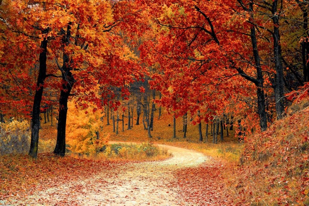 A winding path through a dense autumn forest with vibrant red, orange, and yellow leaves.