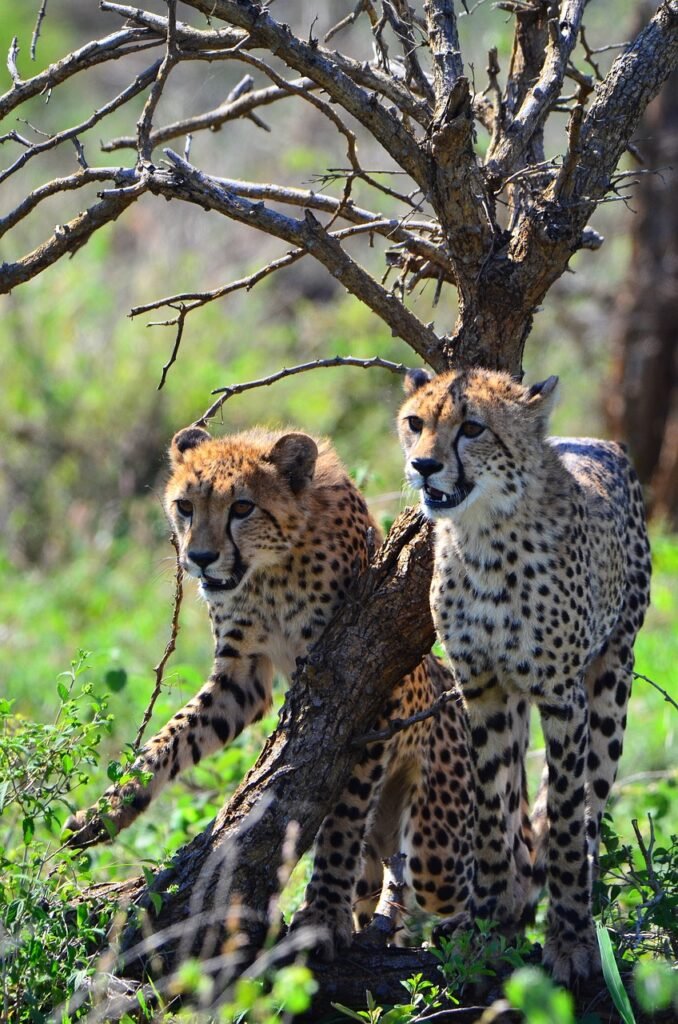 Two cheetahs standing amidst green vegetation with a leafless tree in Kruger National Park.