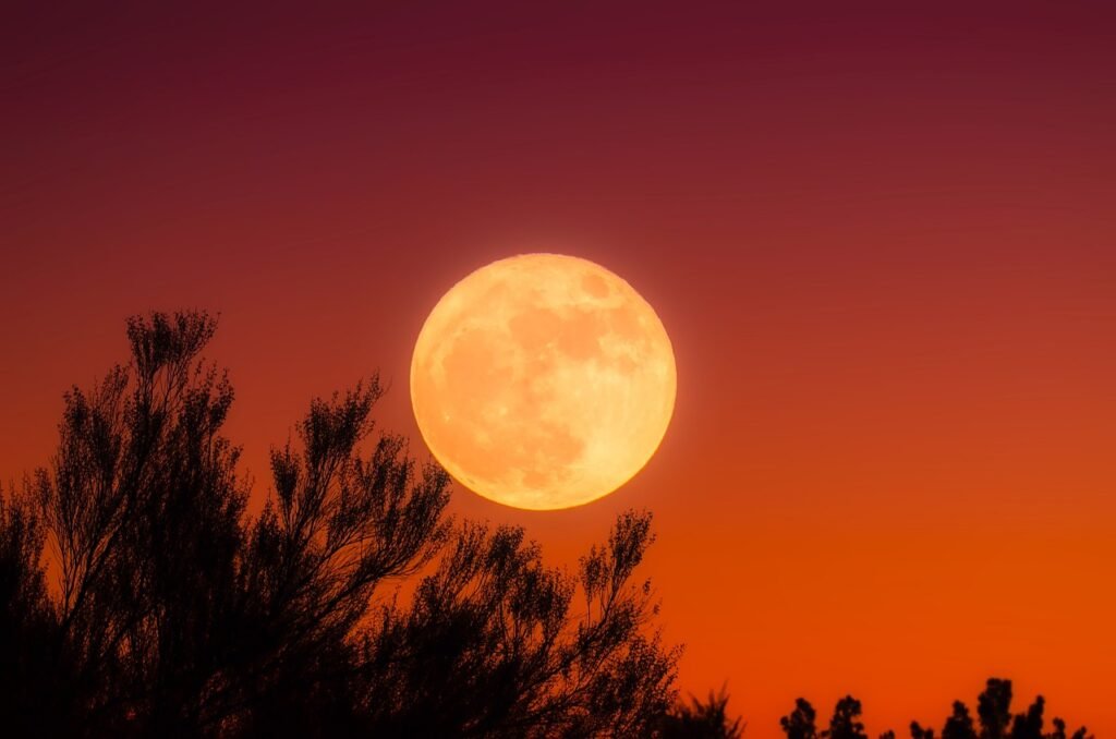 A full Harvest Moon glows brightly against an orange-to-blue twilight sky, partially obscured by tree branch silhouettes. September 2024 celestial events.