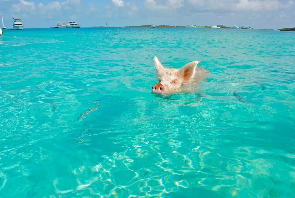 A pig swimming in the crystal-clear turquoise waters of the Bahamas with yachts anchored in the distance, highlighting a unique tropical attraction.