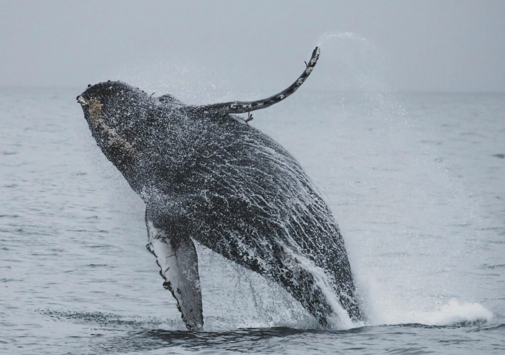 Discovering French heritage in St. Andrews through whale watching. A humpback whale breaching with water cascading off its body against a calm ocean backdrop.