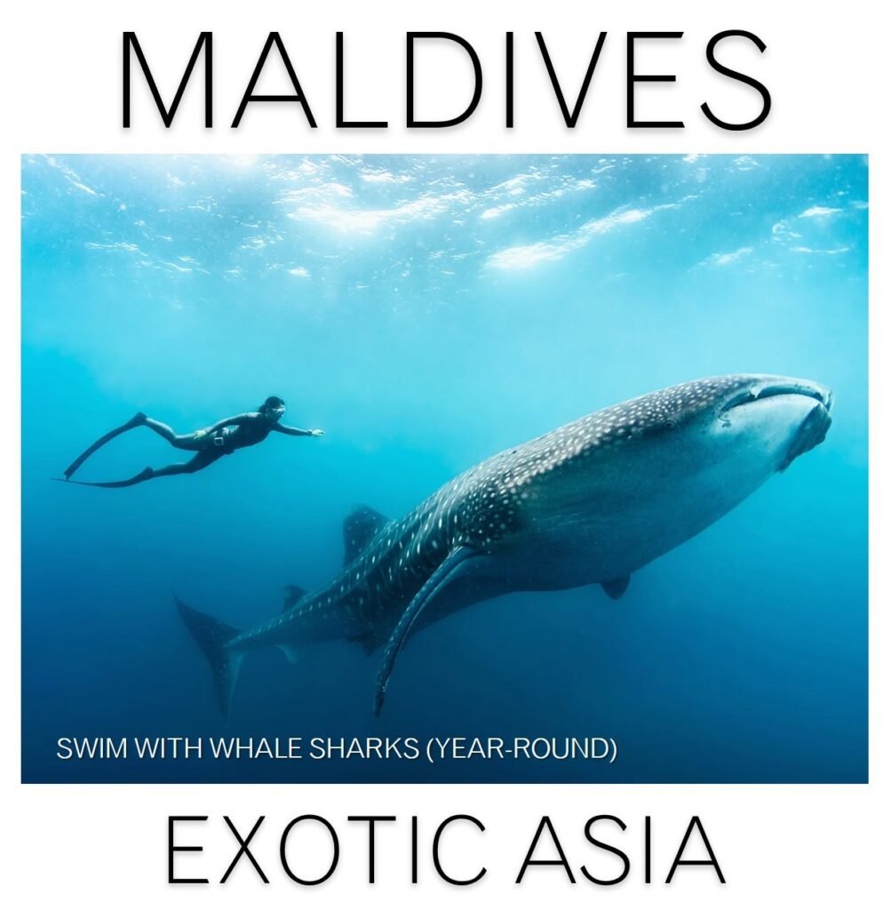 A diver swimming alongside a whale shark in the clear blue waters of the Maldives.